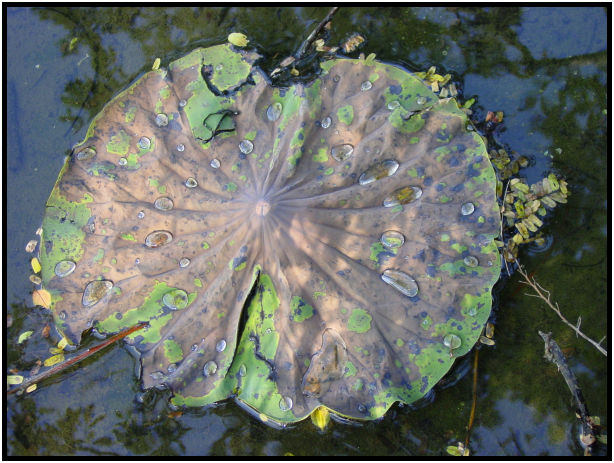 flora: leaf : s-dsc011411.jpg