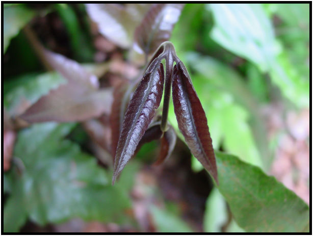 flora: leaf : s-dsc011251.jpg