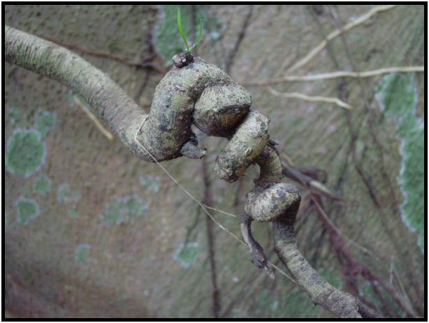 flora: tree: branch : s-dsc011303.jpg