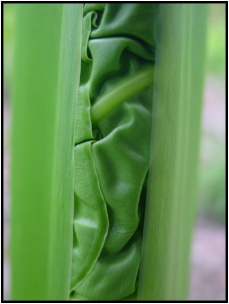 flora: leaf : s-dsc012030.jpg