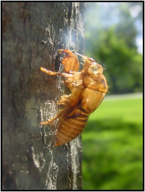 insect: cicada : s-dsc012134.jpg