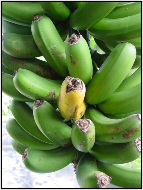 flora: fruit: banana : s-dsc012357.jpg