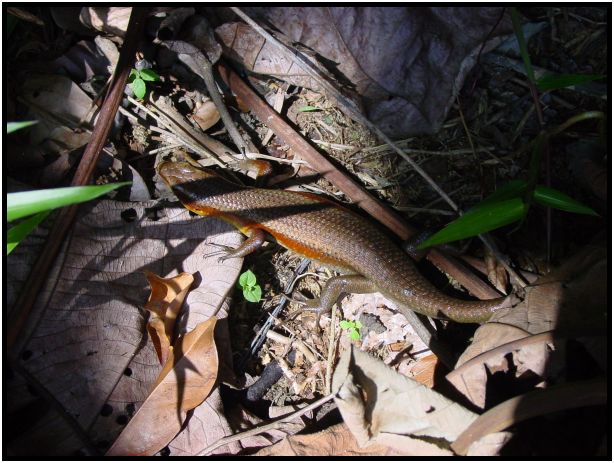 animal: lizard : s-dsc013271.jpg