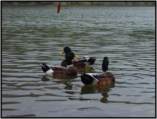 site: water: lake : s-dsc016499.jpg