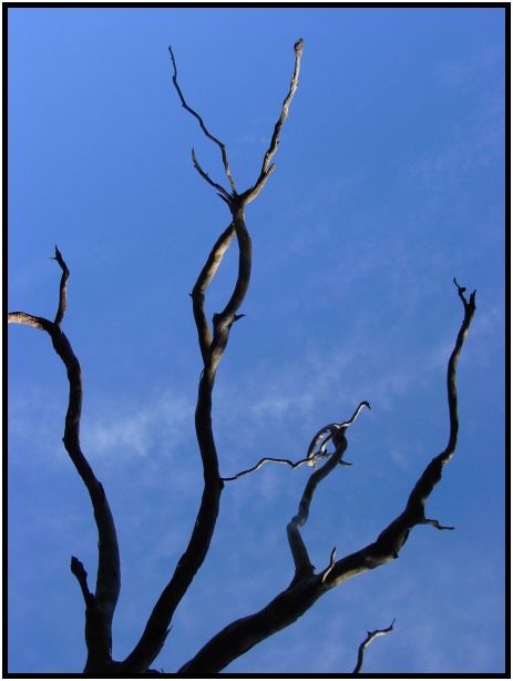 flora: tree: branch : s-dsc015632.jpg
