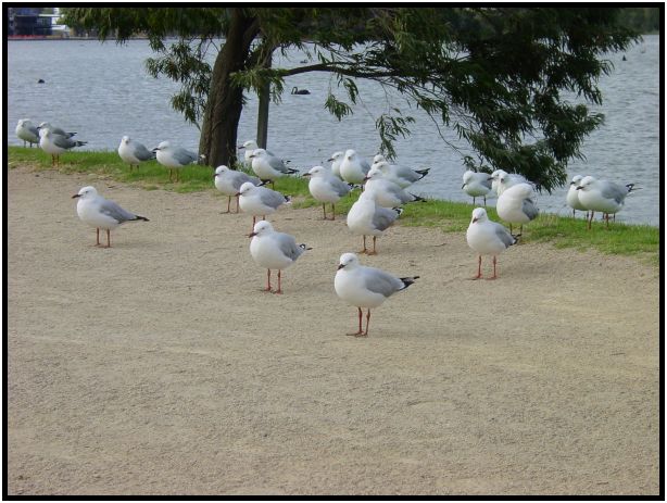 bird: sea gull : s-dsc015329.jpg