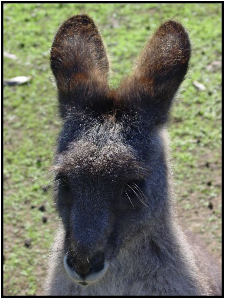 animal: kangaroo : s-dsc016284.jpg