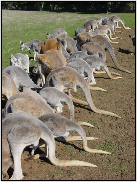 animal: kangaroo : s-dsc016361.jpg