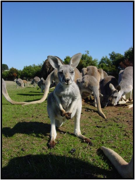 animal: kangaroo : s-dsc016368.jpg
