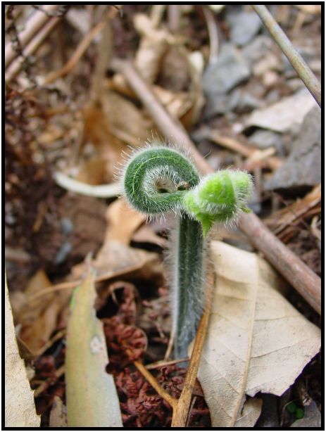 flora: leaf : s-dsc015804.jpg