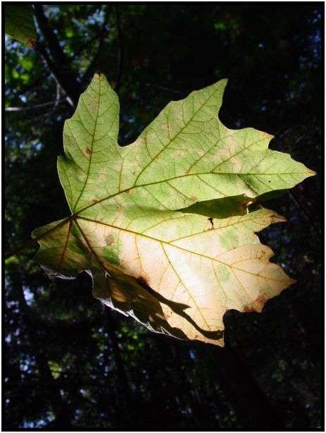 flora: leaf : s-dsc017912.jpg