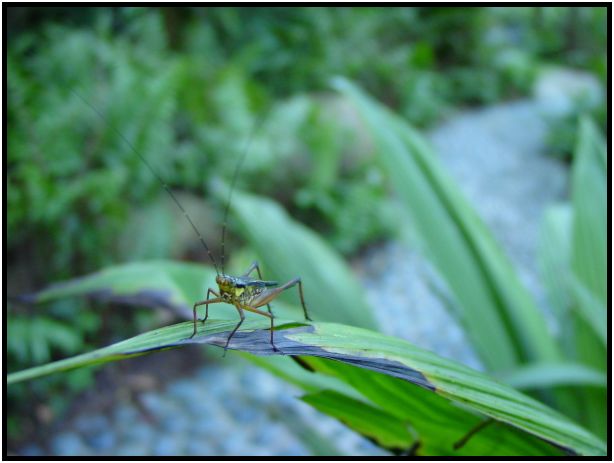 insect: grasshopper : s-dsc016855.jpg