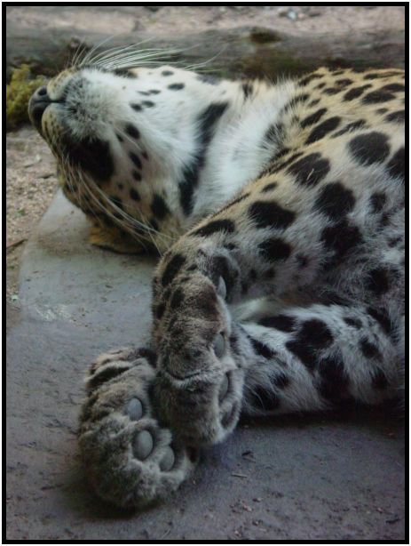 animal: leopard : s-dsc017237.jpg
