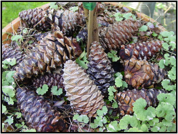 flora: tree: cone : s-dsc029171.jpg