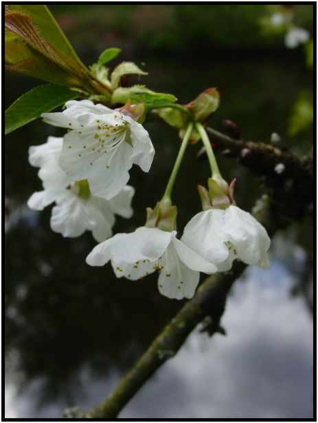 flora: flower: cherry flower : s-dsc019889.jpg