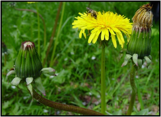 flora: flower: dandy lion : s-dsc019899.jpg