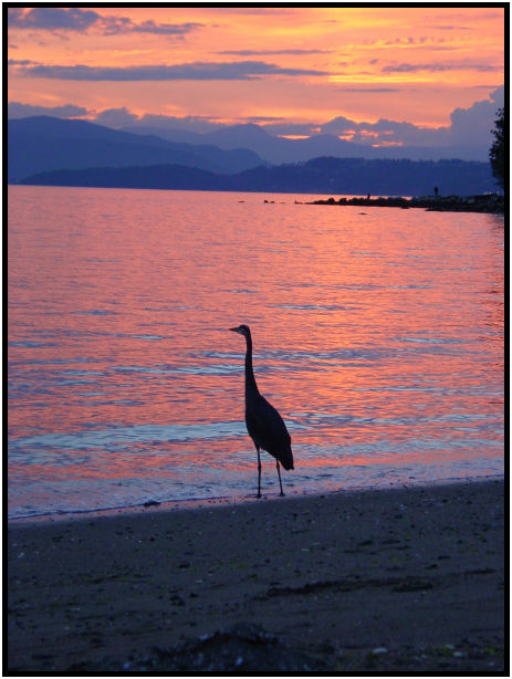 bird: heron : s-dsc020022.jpg