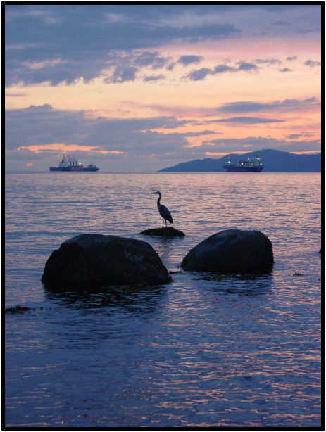bird: heron : s-dsc020028.jpg