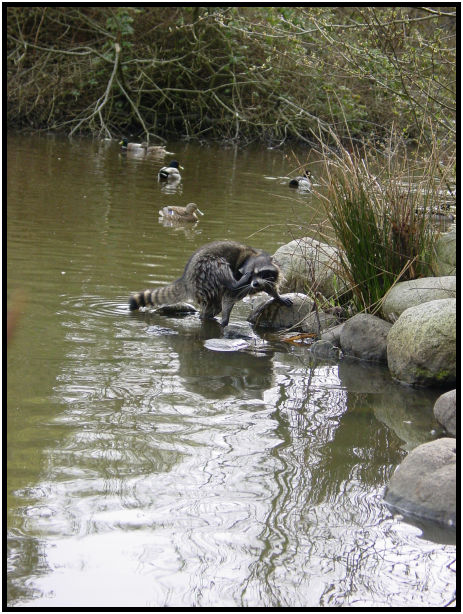 animal: racoon : s-dsc029320.jpg