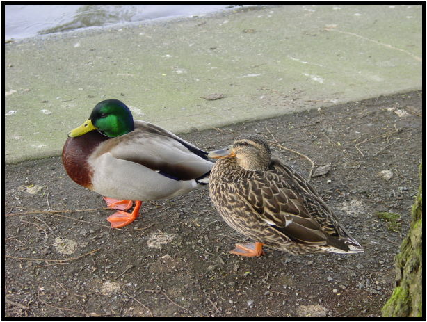 place: Canada: British Columbia: Vancouver: Lost Lagoon Lake : s-dsc029366.jpg