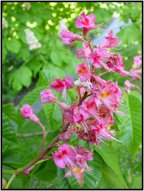 flora: tree: chestnut : s-dsc019962.jpg