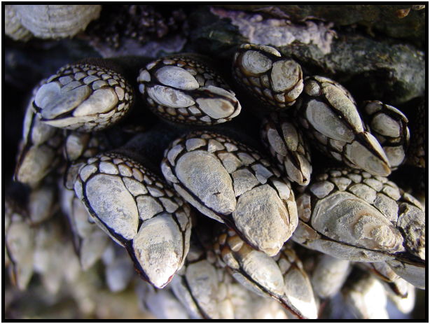 animal: barnacle : s-dsc029711.jpg