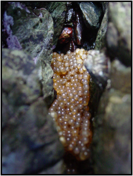animal: fish eggs : s-dsc029712.jpg