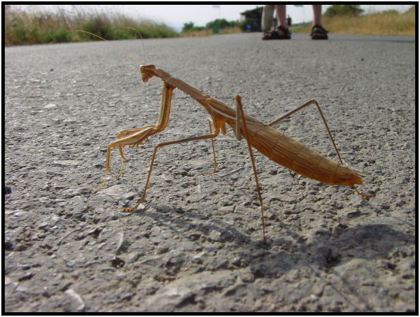 insect: praying mantis : s-dsc020140.jpg