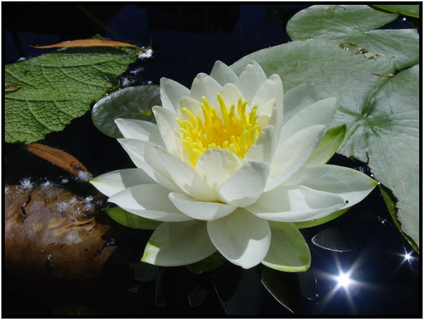 flora: flower: water lily : s-dsc022232.jpg