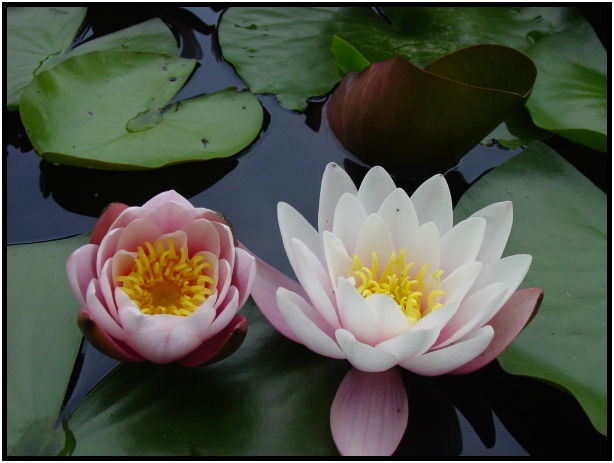flora: flower: water lily : s-dsc023671.jpg