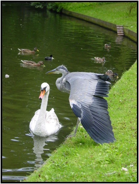 bird: heron : s-dsc023703.jpg