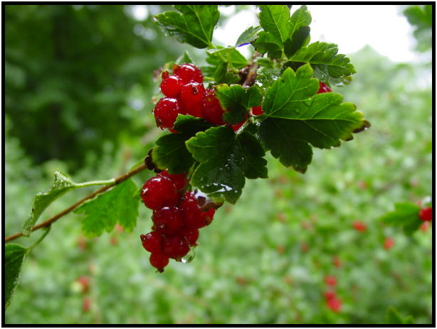 site: water: water droplet : s-dsc023729.jpg