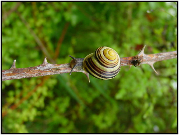 insect: snail : s-dsc023803.jpg