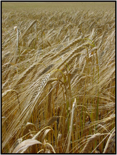 flora: wheat : s-dsc023215.jpg