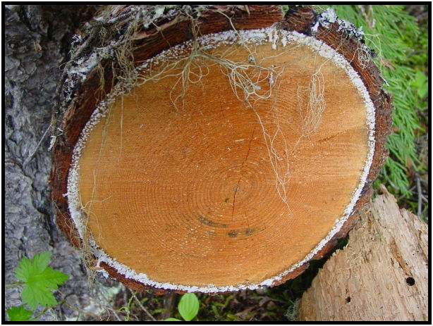 flora: tree: log : s-dsc025541.jpg
