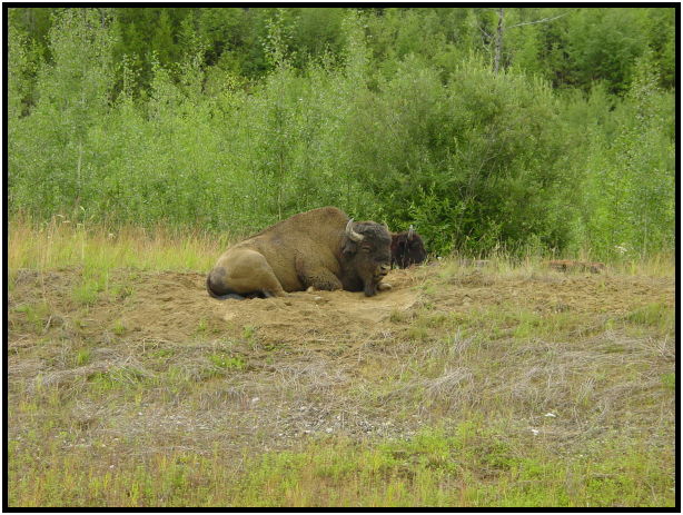 animal: bison : s-dsc026011.jpg