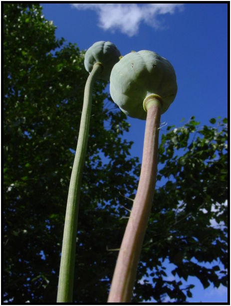 flora: flower: poppy : s-dsc026053.jpg