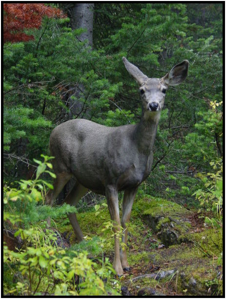 animal: deer : s-dsc028208.jpg