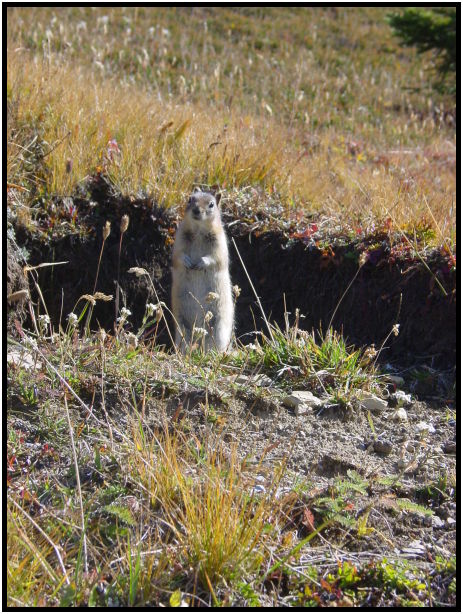 animal: gopher : s-dsc028156.jpg