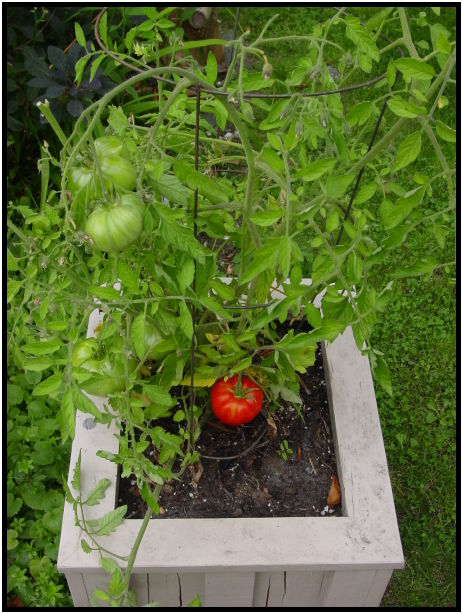 flora: fruit: tomato : s-dsc027846.jpg