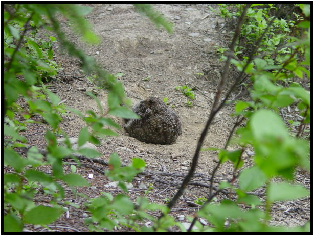 bird: grouse : s-dsc027881.jpg