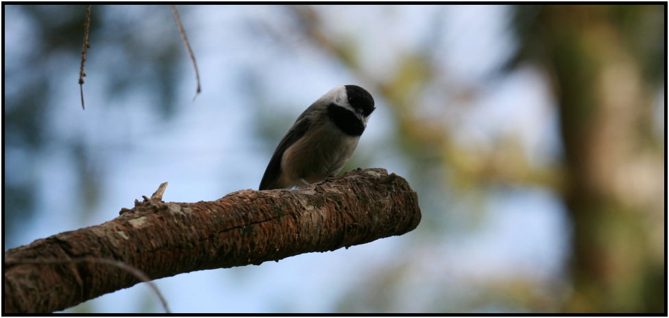 bird: unknown bird : s-IMG_2391.jpg