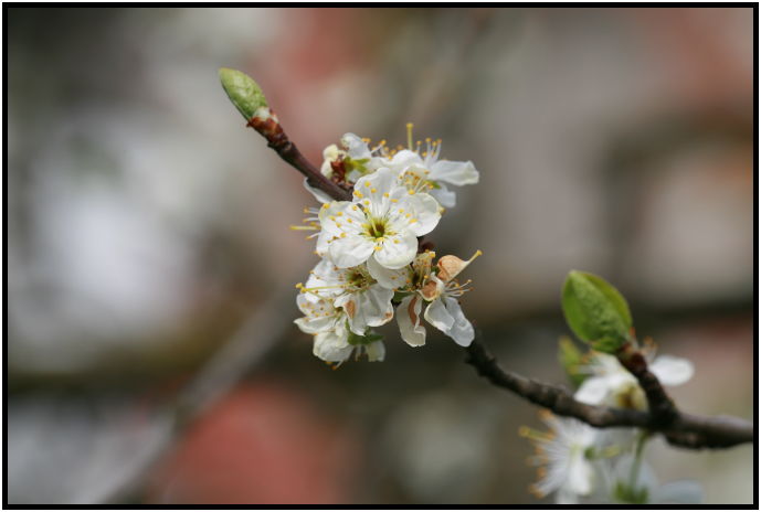 flora: flower: cherry flower : s-IMG_2470.jpg