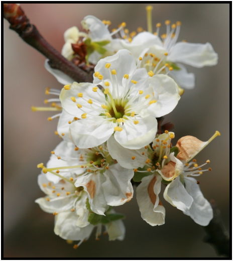 flora: flower: cherry flower : s-IMG_2470_crop.jpg
