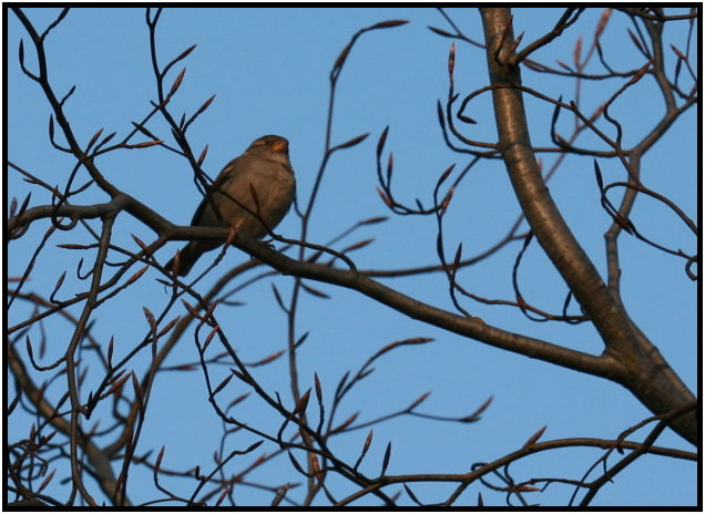 bird: unknown bird : s-IMG_2615.jpg