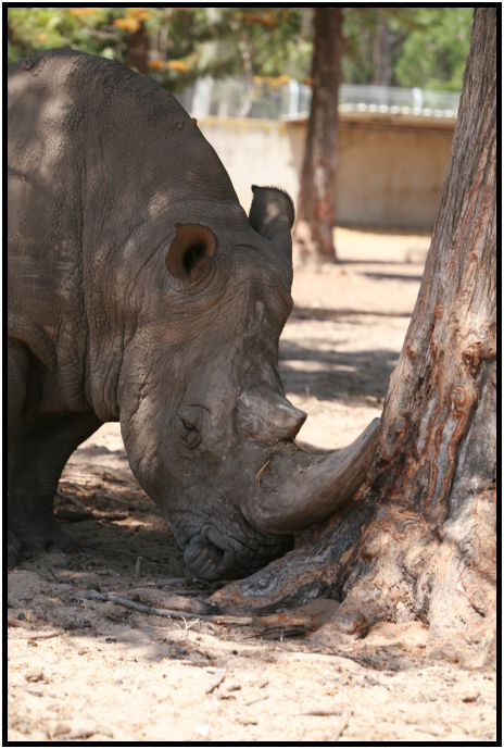 animal: rhino : s-IMG_3285.jpg