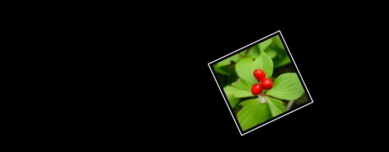 bunchberry