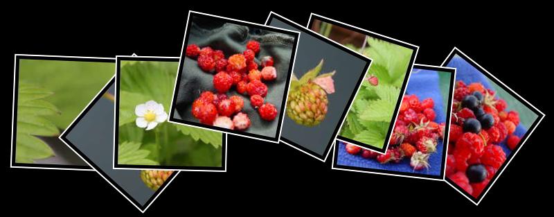 wild strawberry