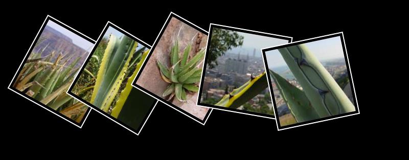aloe vera