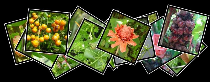 Mandai Orchid Gardens